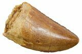 Carcharodontosaurus Tooth - Real Dinosaur Tooth #351655-1